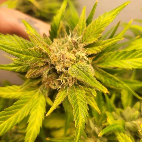 Fruit Punch Auto growlog timeline photo