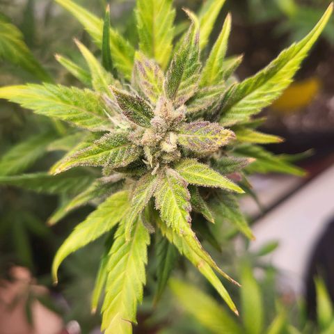 Fruit Punch Auto growlog timeline photo