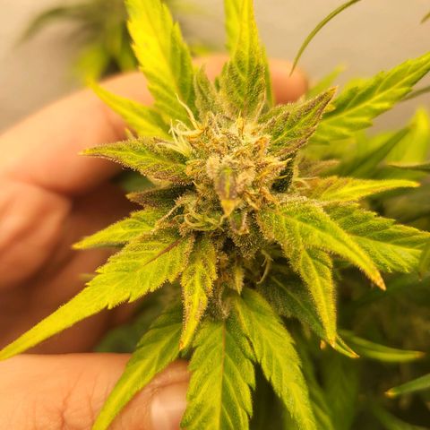 Fruit Punch Auto growlog timeline photo