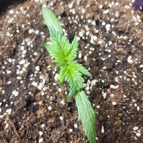 Black Orchid growlog photo: Leaf Cut 