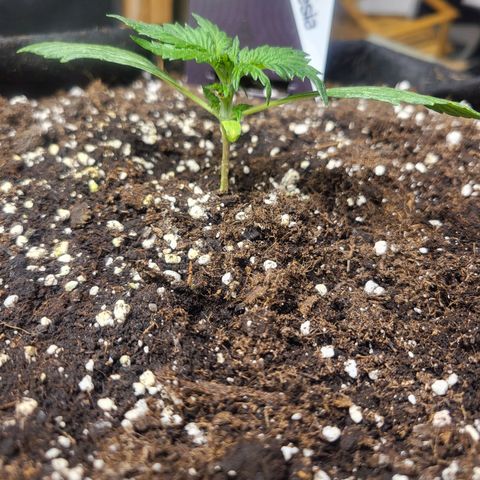 Black Orchid growlog photo: Leaf Cut 