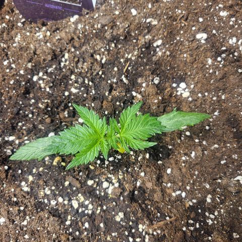 Black Orchid growlog timeline photo
