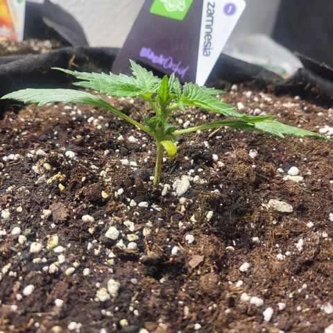 Black Orchid growlog timeline photo