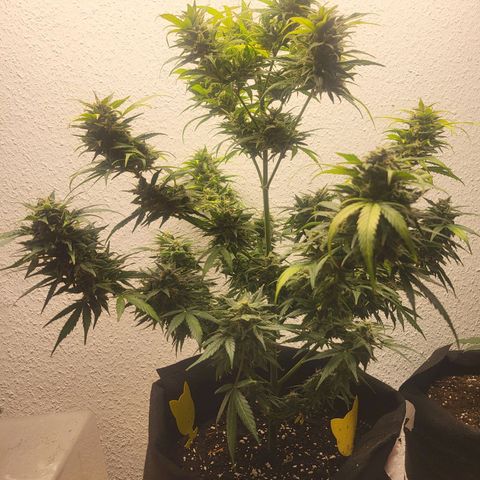 Fruit Punch Auto growlog timeline photo
