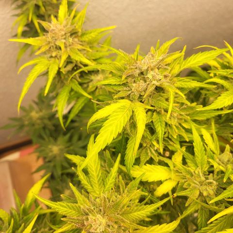 Fruit Punch Auto growlog timeline photo