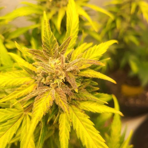 Fruit Punch Auto growlog timeline photo