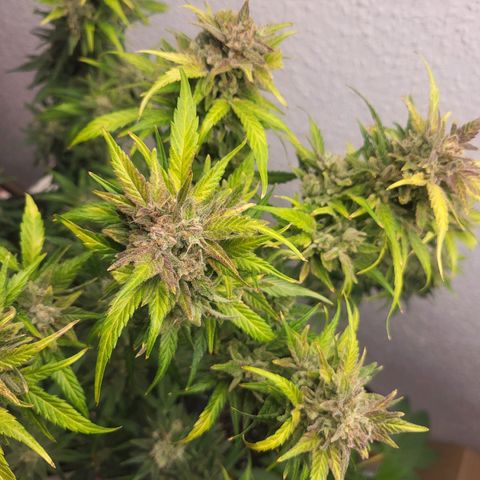 Fruit Punch Auto growlog timeline photo