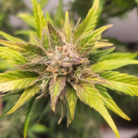 Fruit Punch Auto growlog timeline photo