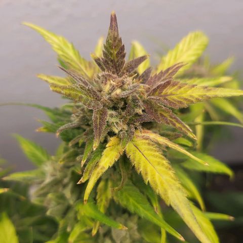 Fruit Punch Auto growlog timeline photo