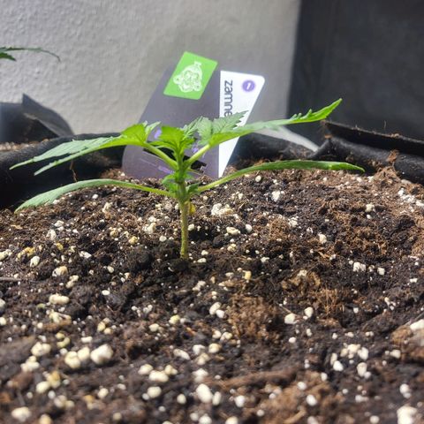 Black Orchid growlog timeline photo
