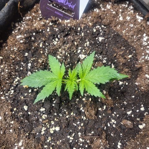 Black Orchid growlog timeline photo