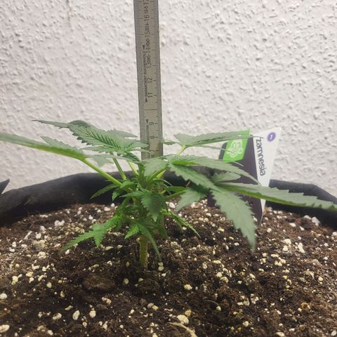 Black Orchid growlog timeline photo