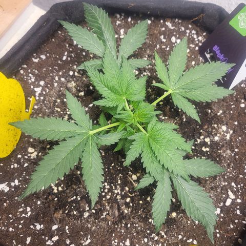 Black Orchid growlog timeline photo