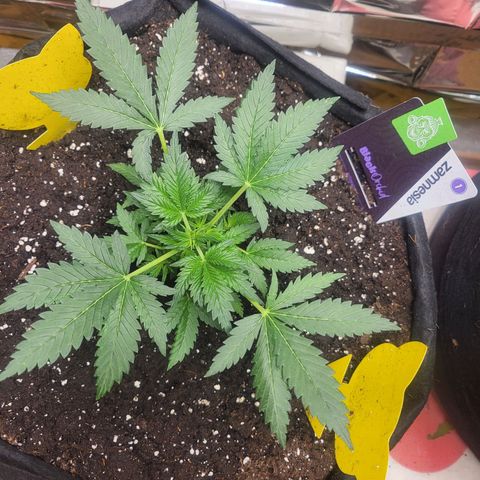 Black Orchid growlog timeline photo