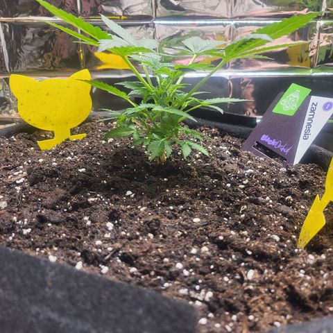 Black Orchid growlog timeline photo