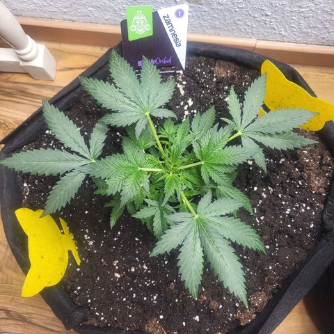 Black Orchid growlog timeline photo