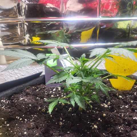 Black Orchid growlog timeline photo