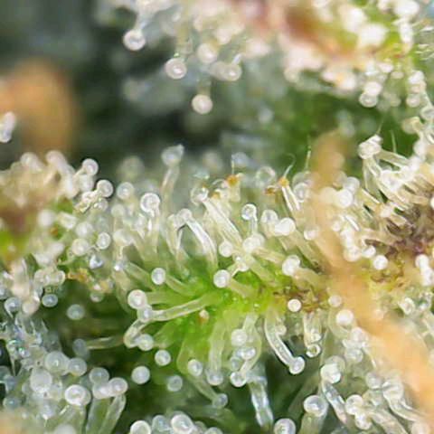 Black Orchid growlog timeline photo