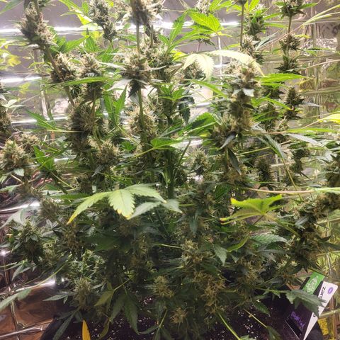 Black Orchid growlog timeline photo