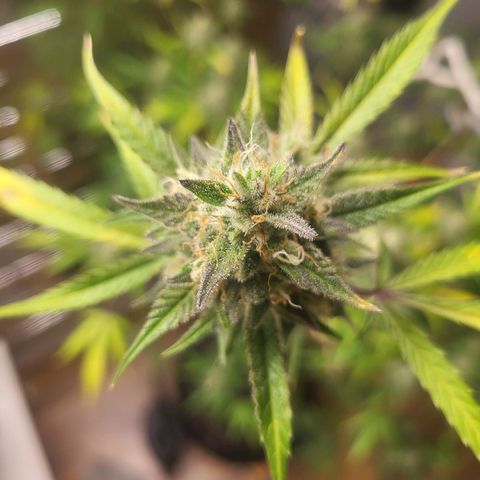 Black Orchid growlog timeline photo
