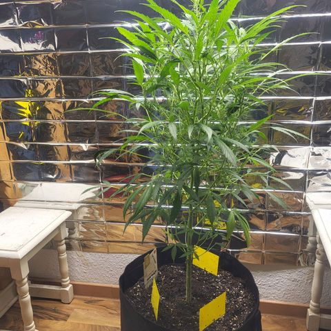 Wedding Cake Automatic growlog timeline photo