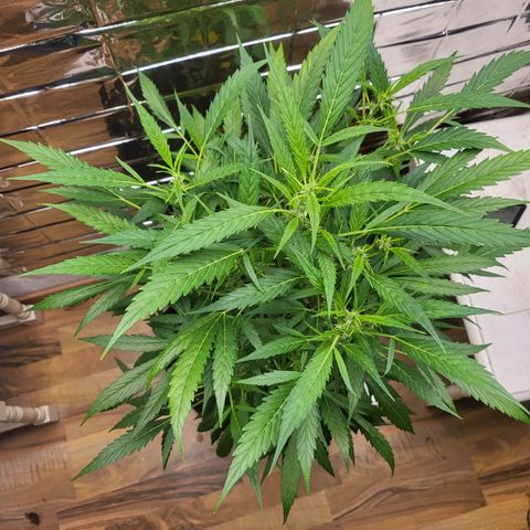 Wedding Cake Automatic growlog timeline photo