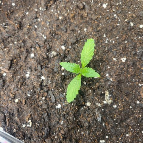 White Widow Automatic growlog timeline photo