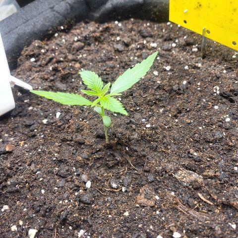 Wurlz F1 Automatic  growlog timeline photo