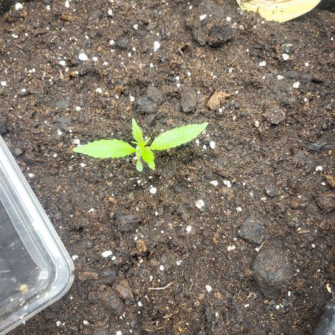 Do-Si-Dos Automatic growlog timeline photo
