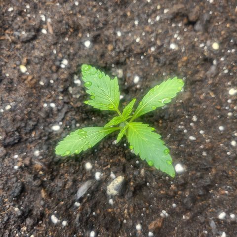 White Widow Automatic growlog timeline photo