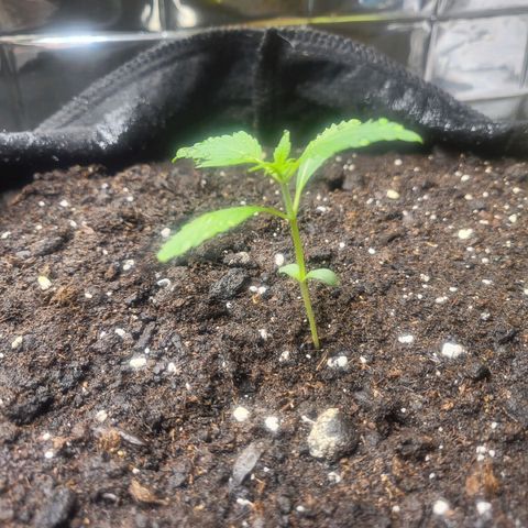 White Widow Automatic growlog timeline photo