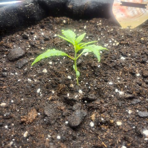 Do-Si-Dos Automatic growlog timeline photo
