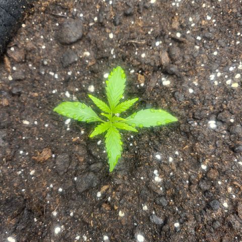 Do-Si-Dos Automatic growlog timeline photo
