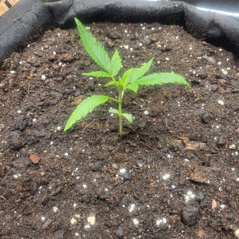 Wurlz F1 Automatic  growlog timeline photo