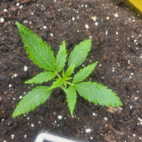 Wurlz F1 Automatic  growlog timeline photo