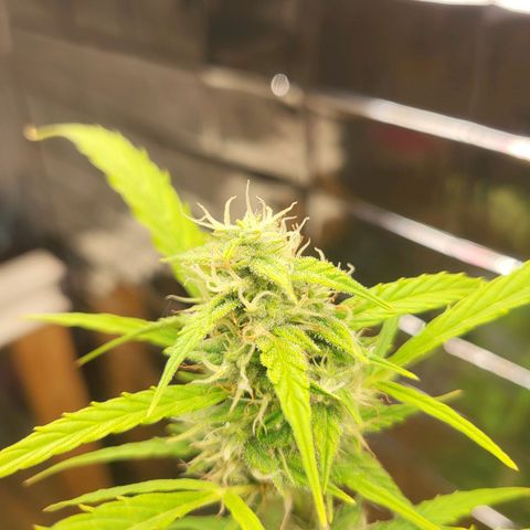 Wedding Cake Automatic growlog timeline photo