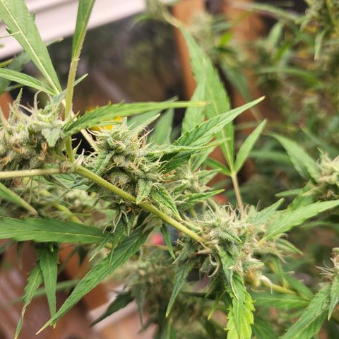 Wedding Cake Automatic growlog timeline photo