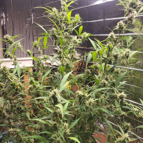 Wedding Cake Automatic growlog timeline photo