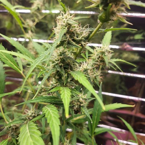 Wedding Cake Automatic growlog timeline photo