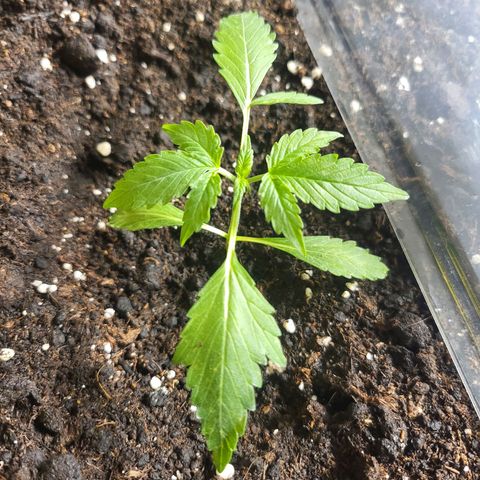 White Widow Automatic growlog timeline photo