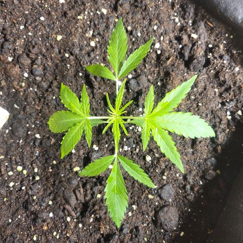 Do-Si-Dos Automatic growlog timeline photo