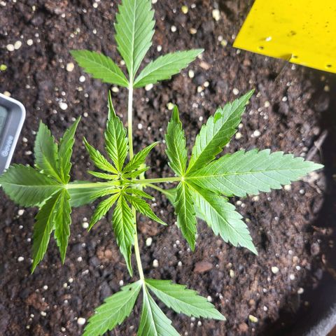 Wurlz F1 Automatic  growlog timeline photo