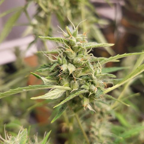 Wedding Cake Automatic growlog timeline photo