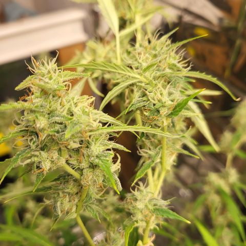 Wedding Cake Automatic growlog timeline photo