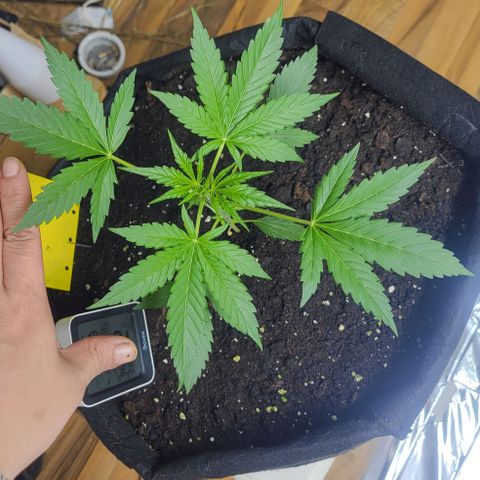Wurlz F1 Automatic  growlog timeline photo
