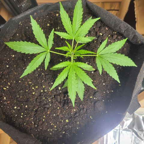 Do-Si-Dos Automatic growlog timeline photo