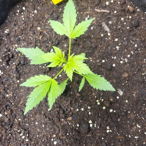 White Widow Automatic growlog timeline photo