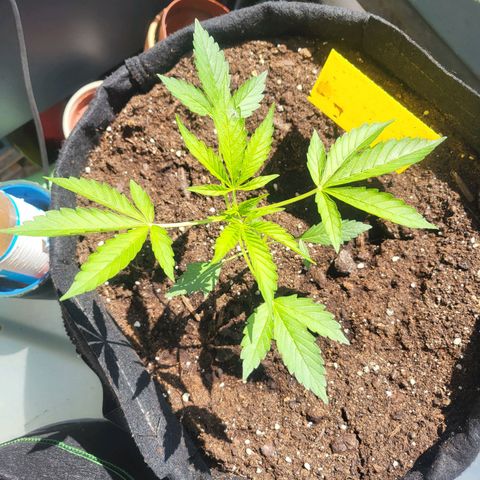 White Widow Automatic growlog timeline photo