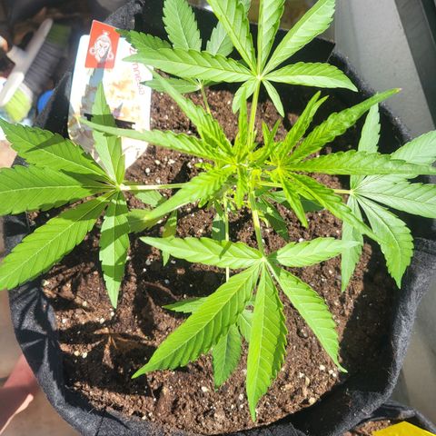 Do-Si-Dos Automatic growlog timeline photo