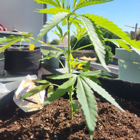 Do-Si-Dos Automatic growlog timeline photo